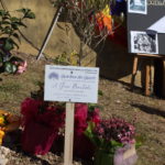un cartello dedicato a Bartali posto in corrispondenza di una pianta di ulivo