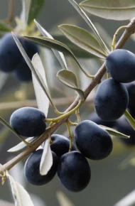 olio olive ramoscello di ulivo