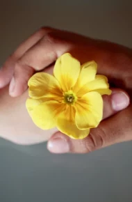 legalità fiore mani rispetto